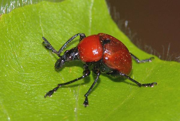 Attelabus nitens Eichenblattroller